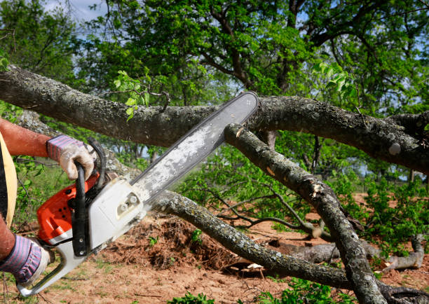 Best Best Tree Removal Services  in Woodacre, CA